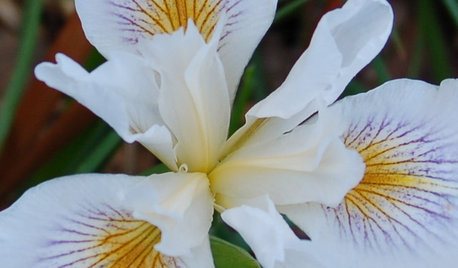 Great Design Plant: Pacific Coast Iris