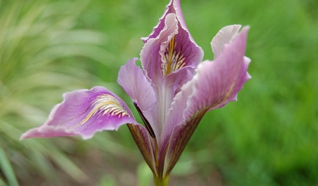 Paint a Garden Delightful With Iris