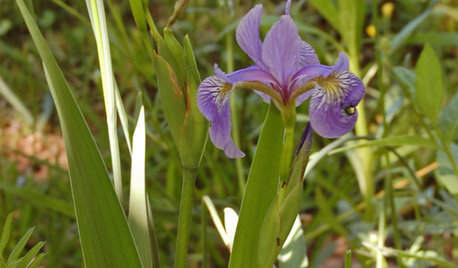Great Design Plant: Iris Versicolor