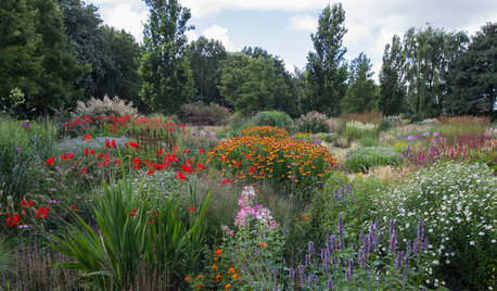 Tour 3 Marvelous Meadow Gardens and Learn About Their Plants