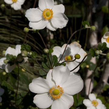 Japanese Anemone