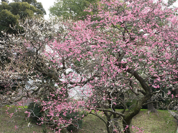 Landscape Japanese apricot