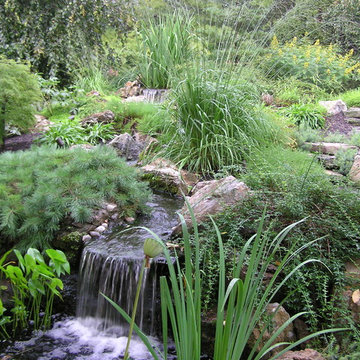 Japanese Garden from an old pool area