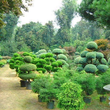 Japanese Garden Nursery