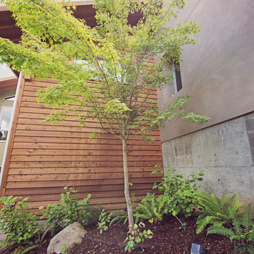 Japanese Maple Stands Out Against Modern Siding