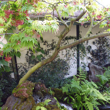 Japanese Maple, Vines & Ferns