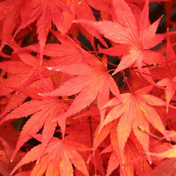 Japanese Maples | Selection | Care