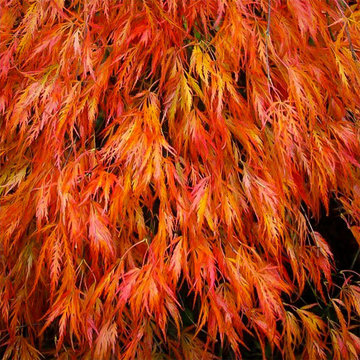 Japanese Maples | Selection | Care
