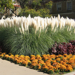pampas grass