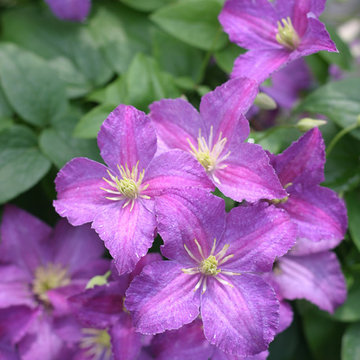 Jolly Good™ Clematis