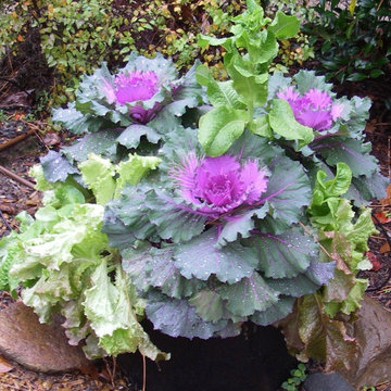 Kale and lettuce in pots where ever sun can be found