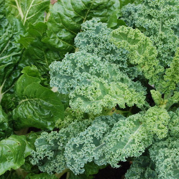Kale with Swiss chard