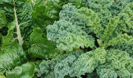 Frost-Hardy Foliage That Loves a Cold-Climate Garden