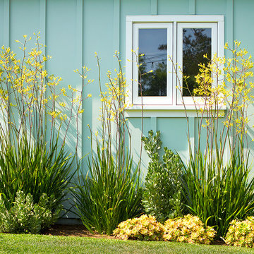 Kangaroo paws and succulents against modern house