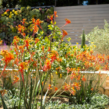 Kangaroo Paws