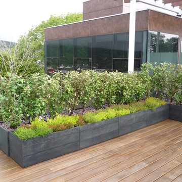 Kenmare - hedging in "raised bed"