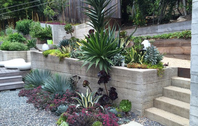 How Succulents Can Solve Your Garden Problems
