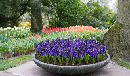 11 Classic Bulbs for Spring Blooms