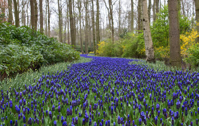Take a Tour of an Enchanting Bulb Garden in the Netherlands