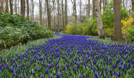 Take a Tour of an Enchanting Bulb Garden in the Netherlands
