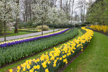 Keukenhof: World's Largest Bulb Garden