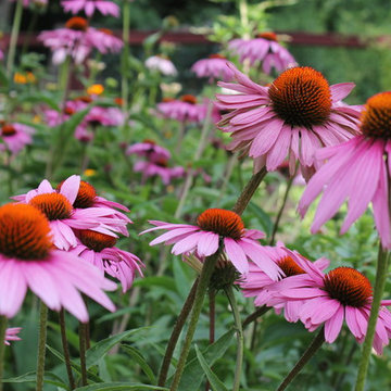 Kitchen Garden: Planting for Pollinators