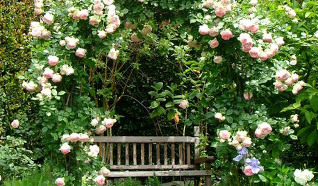 Розы в дизайне сада: Что они могут, а что нет