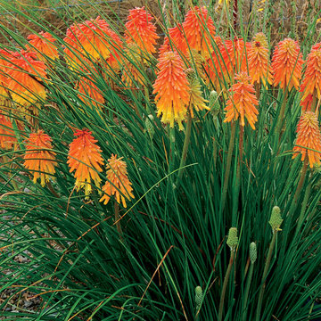 Kniphofia 'Ember Glow'