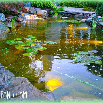 Koi and Goldfish  Pond by Full Service Aquatics. Project site Ringwood NJ.
