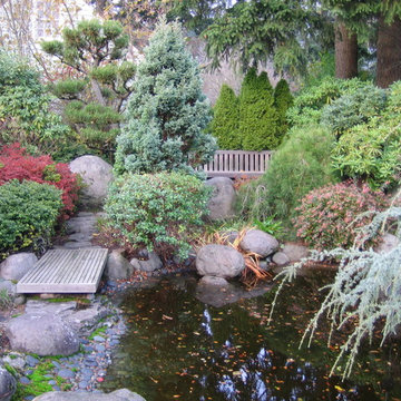 Koi pond and Conifers
