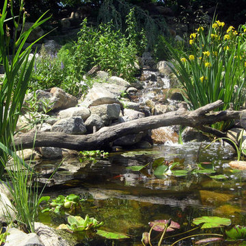 Koi Pond