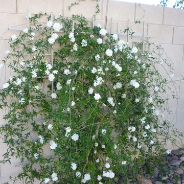 Lady Bank's Rose