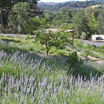 Lafayette Hillside Garden and Patio Retreat