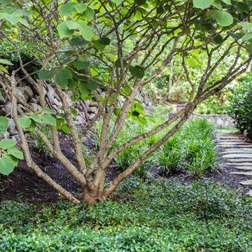 Landscape Design with Winter Blooming Witch Hazel Tree