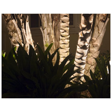 Landscape Lighting - Palms