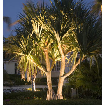 Landscape Lighting - Palms