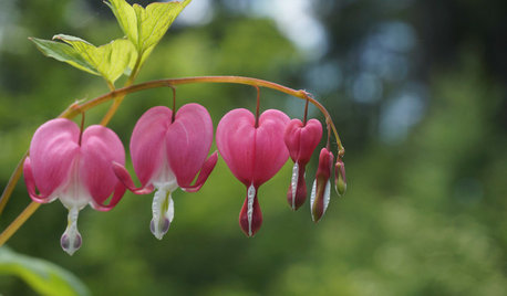 Saint-Valentin : Clin d'œil aux fleurs et feuillages en cœur