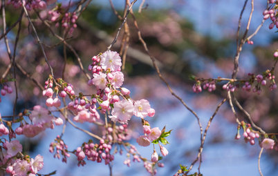 The Best Trees to Plant for Spring Interest