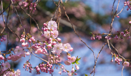 The Best Trees to Plant for Spring Interest
