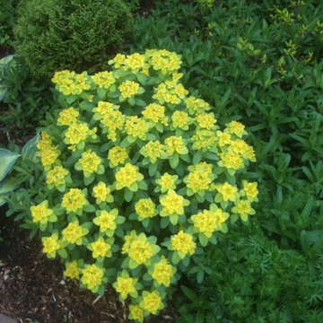 landscape plants and design