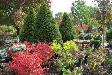 Design ideas for a mid-sized transitional full sun backyard mulch landscaping in Chicago.