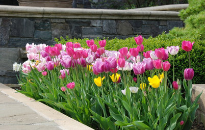 Plant Tulips for March-to-May Blooms