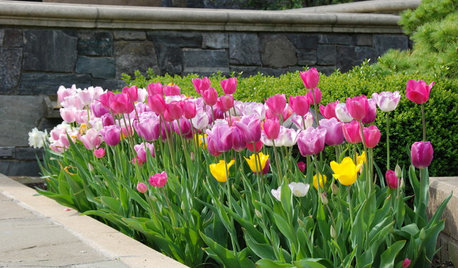 Plant Tulips for March-to-May Blooms