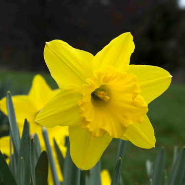 Large-cupped daffodil