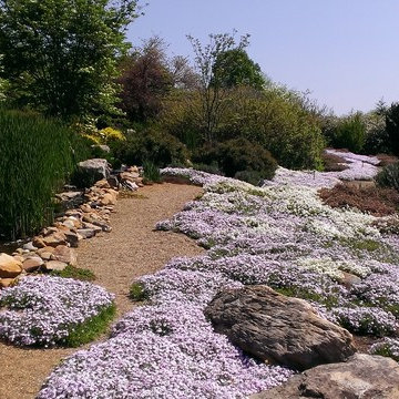 large scale Spring blooming creeping phlox in landscape