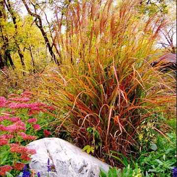 Late Season Grasses.  Minnesota Landscape Design.