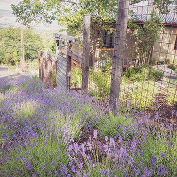 Lavandula angustifolia 'Hidcote' with Steel + Timber Deer Fence