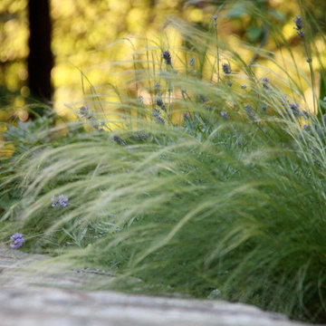 Lavender and grasses overhanging stone wall