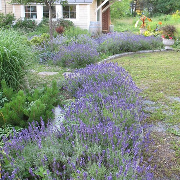 lavender border