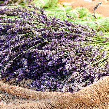 Lavender Harvest for Organic, Biodynamic Essential Oil Distillation